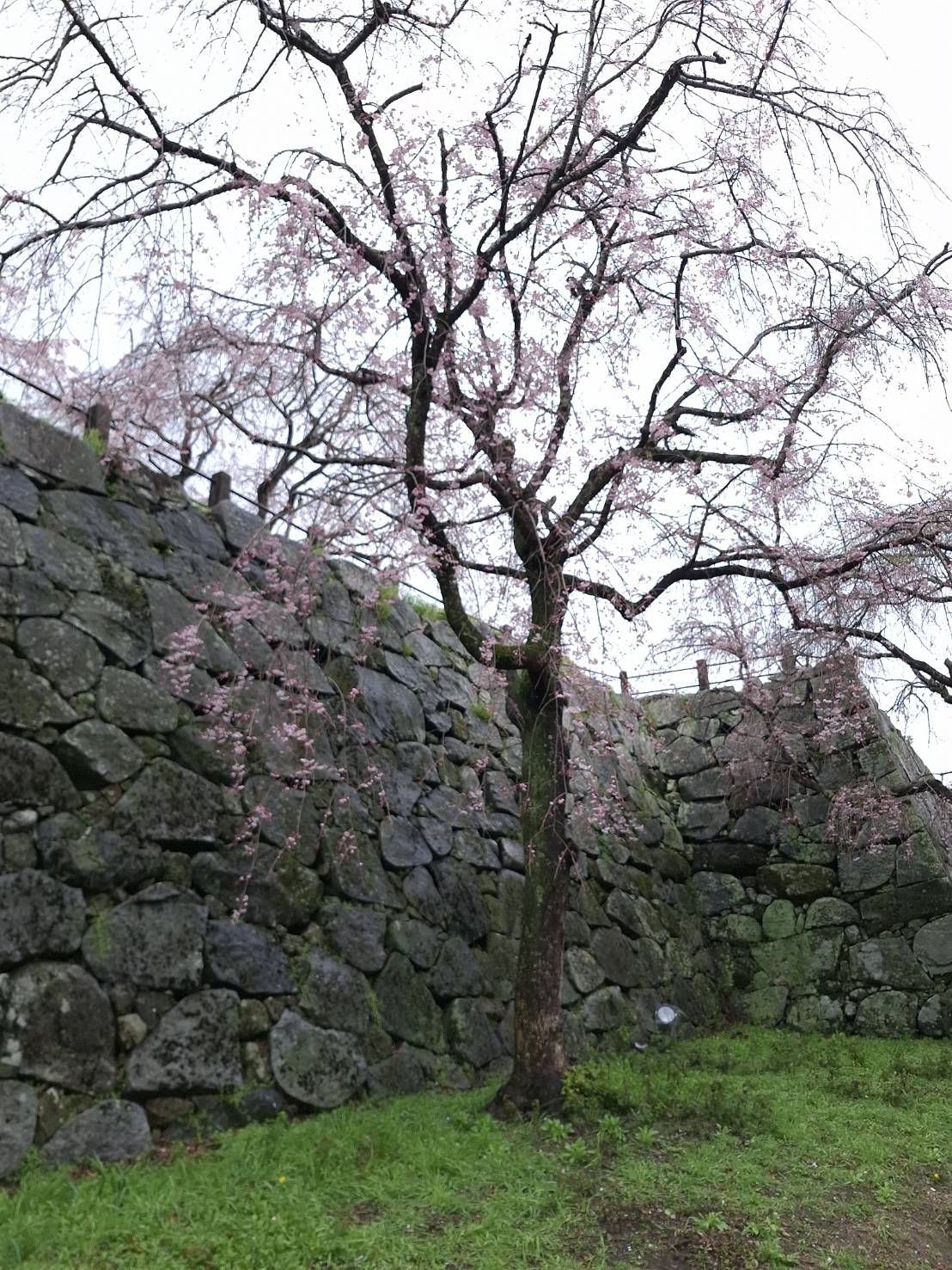 福岡城遺跡垂櫻