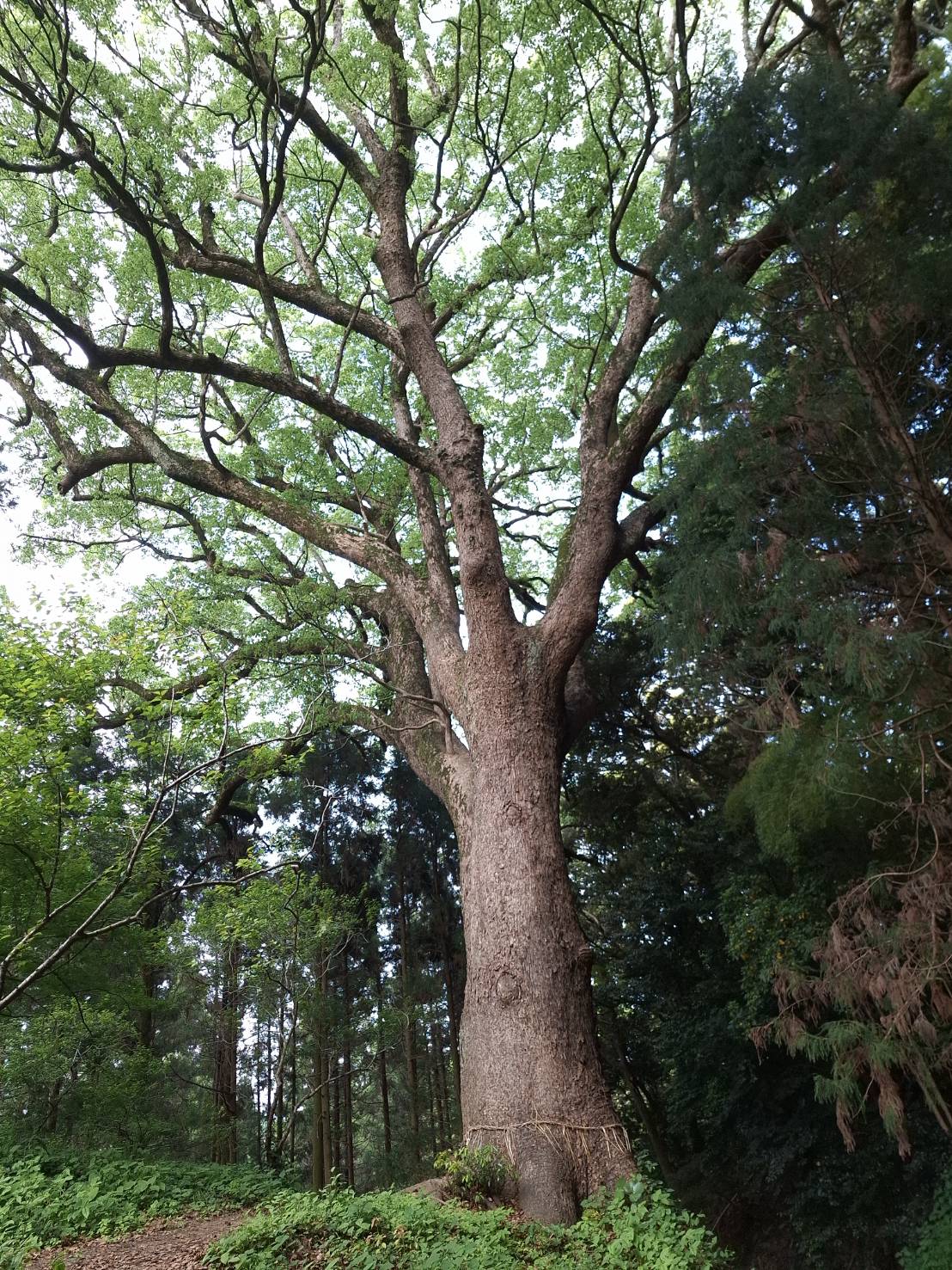 クスノキ