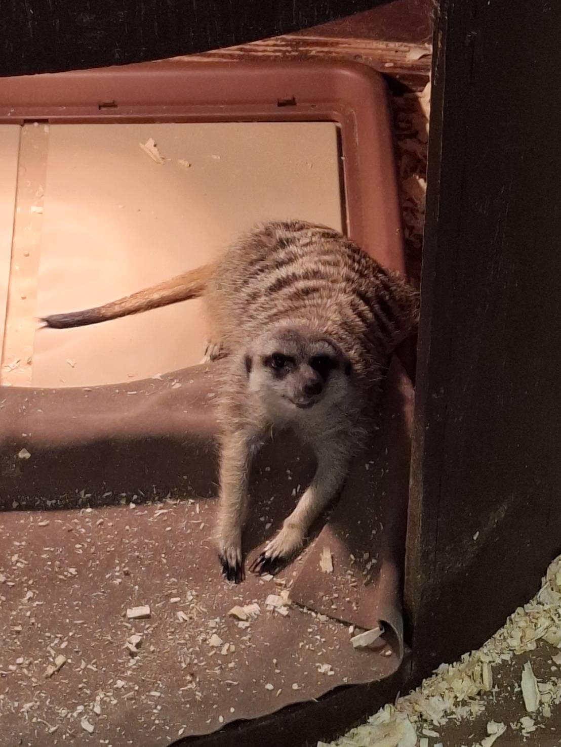 狐獴