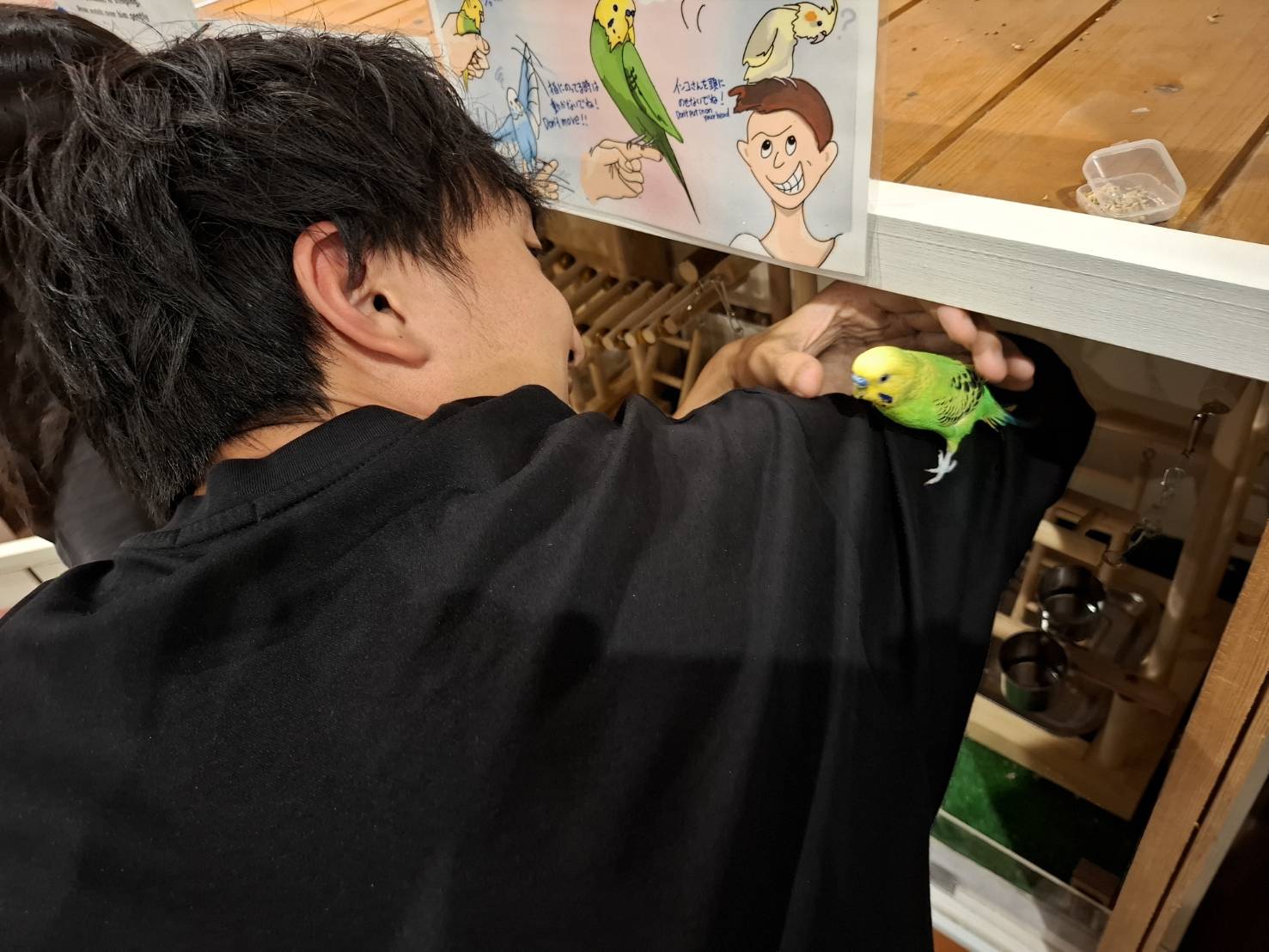 鸚鵡